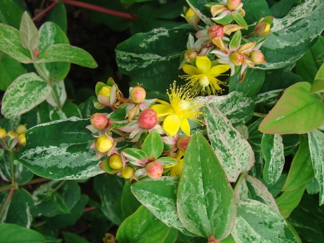 Hypericum androsaemum 'Gladys Brabazon' fleur
